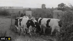 A clip from a the groundbreaking Telifís Feirme programme from that era. 